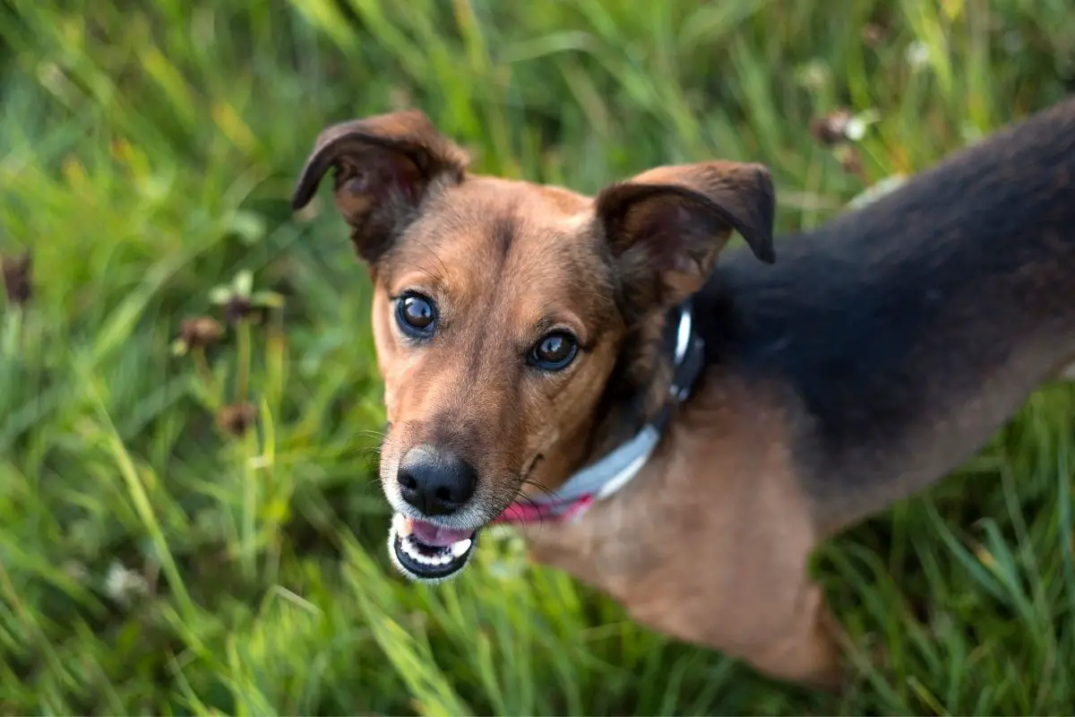 Pros and Cons of Owning a Dachshund Terrier Mix