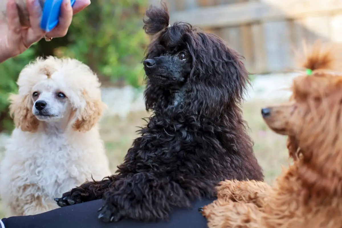 22 Reasons Why Toy Poodles Are The Best