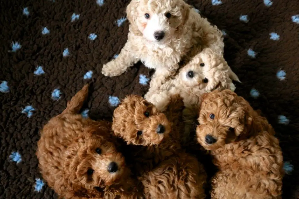 How Many Litters Can a Dog Legally Have? The Important Ethics of Breeding AnimalFate