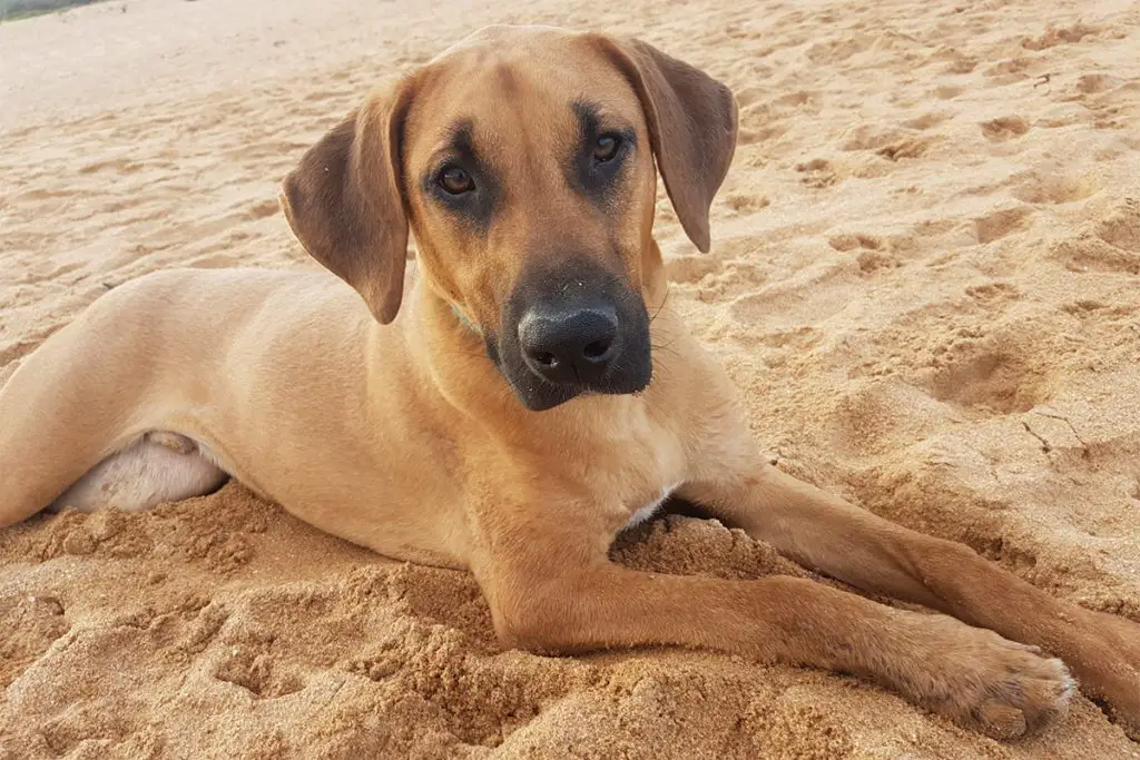 10 Popular Rhodesian Ridgeback Mixes (W/Pictures) AnimalFate