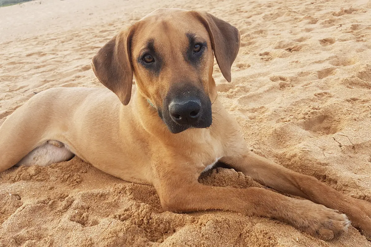 Rhodesian Great Dane