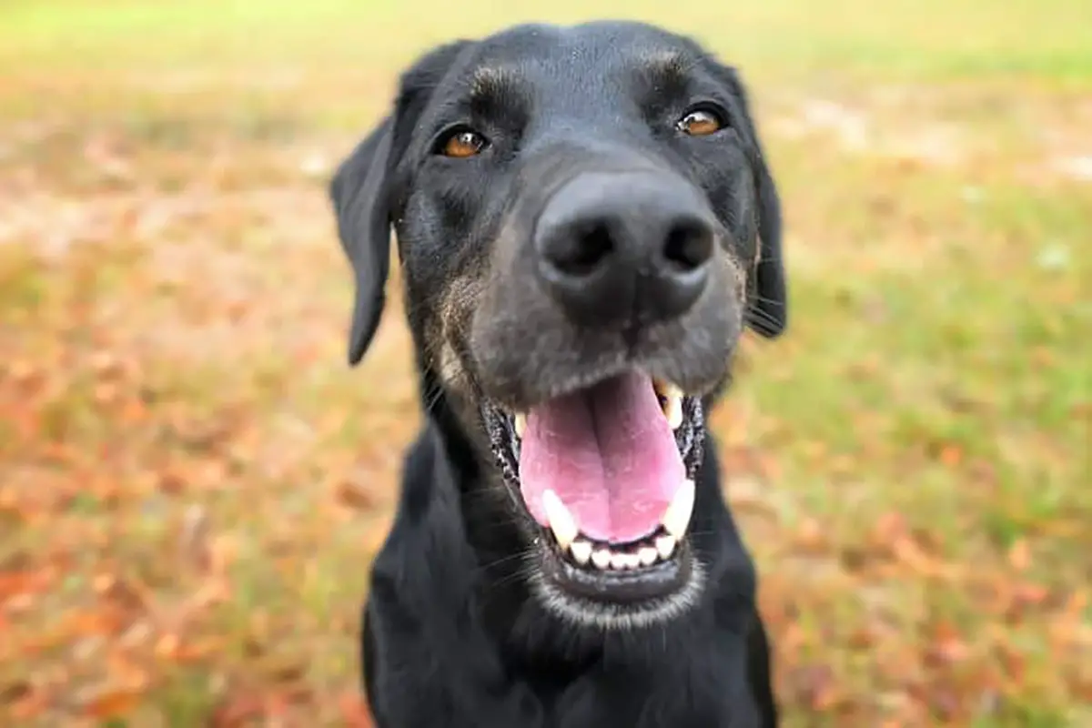 Rhodesian Lab