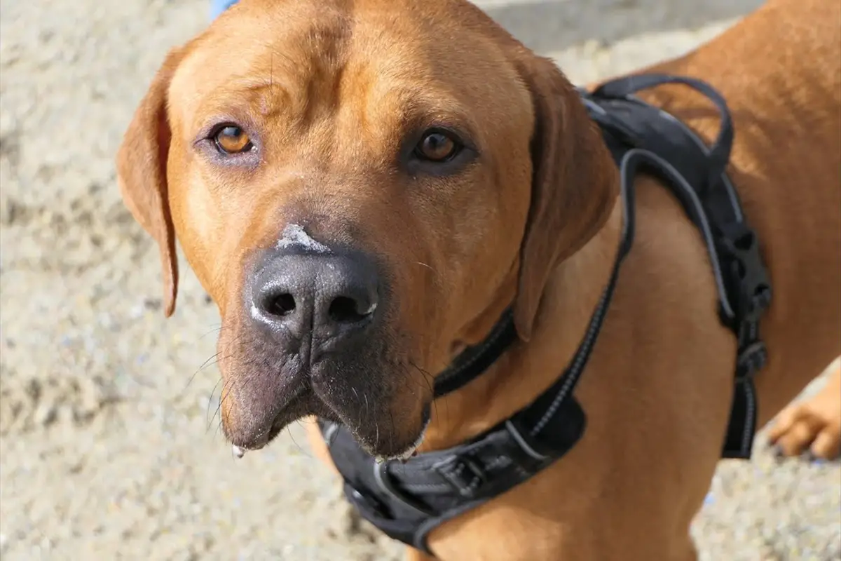 Rhodesian Mastiff Ridgeback