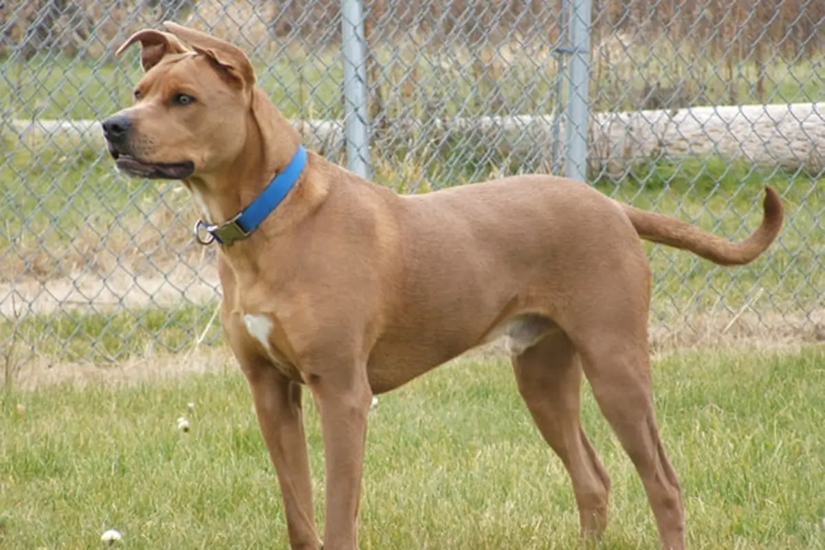 Rhodesian Pitbull Mix