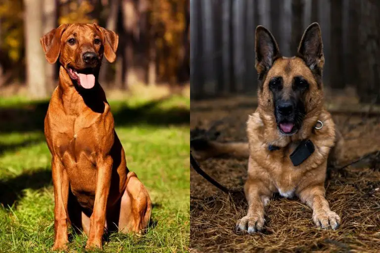 Rhodesian Ridgeback German Shepherd Mix