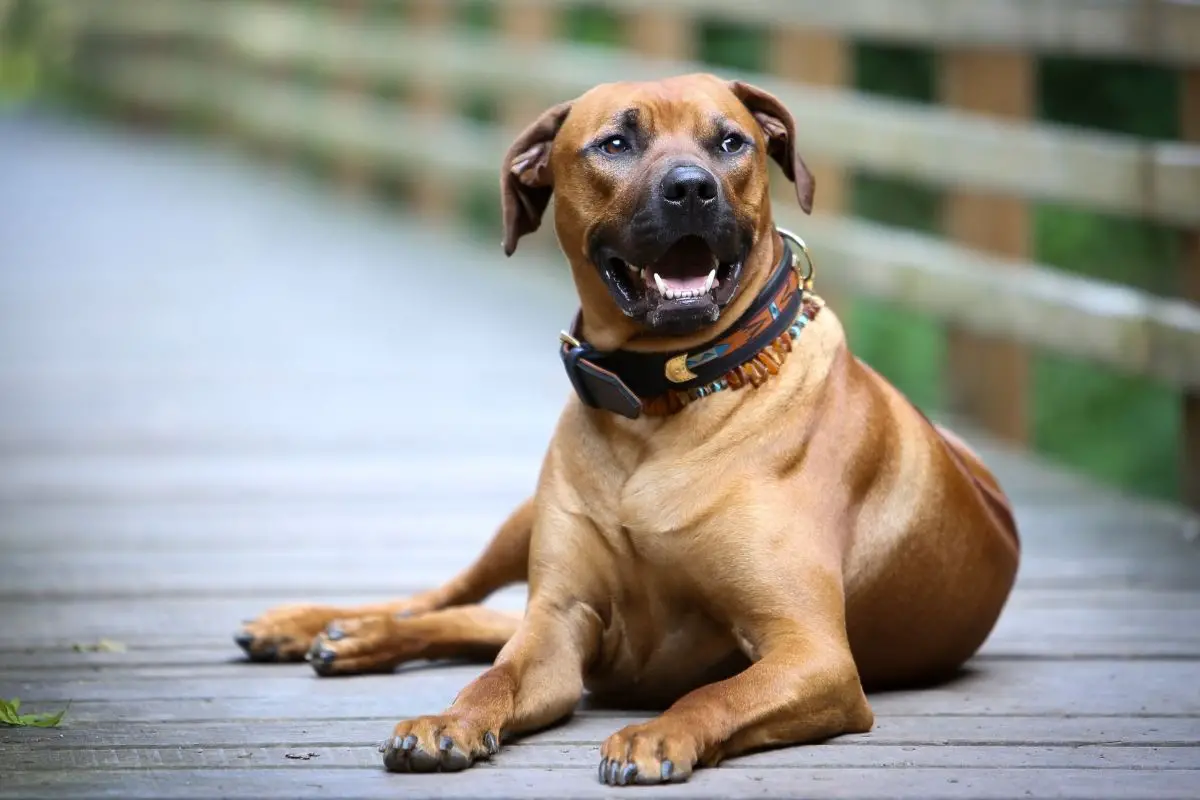 Rhodesian Ridgeback