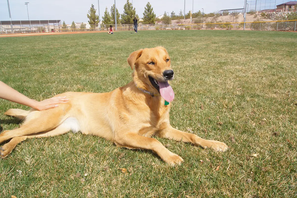 Ridgeback Golden Retriever