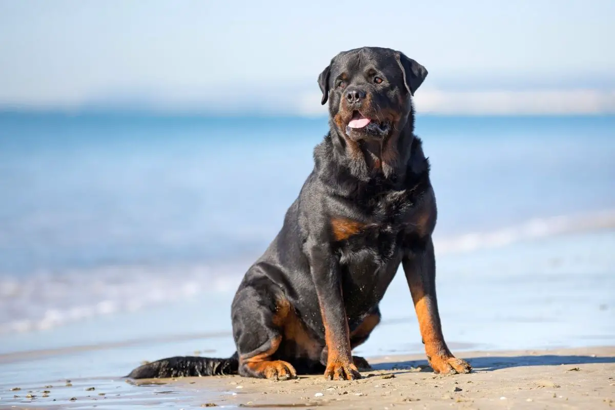 Rottweiler