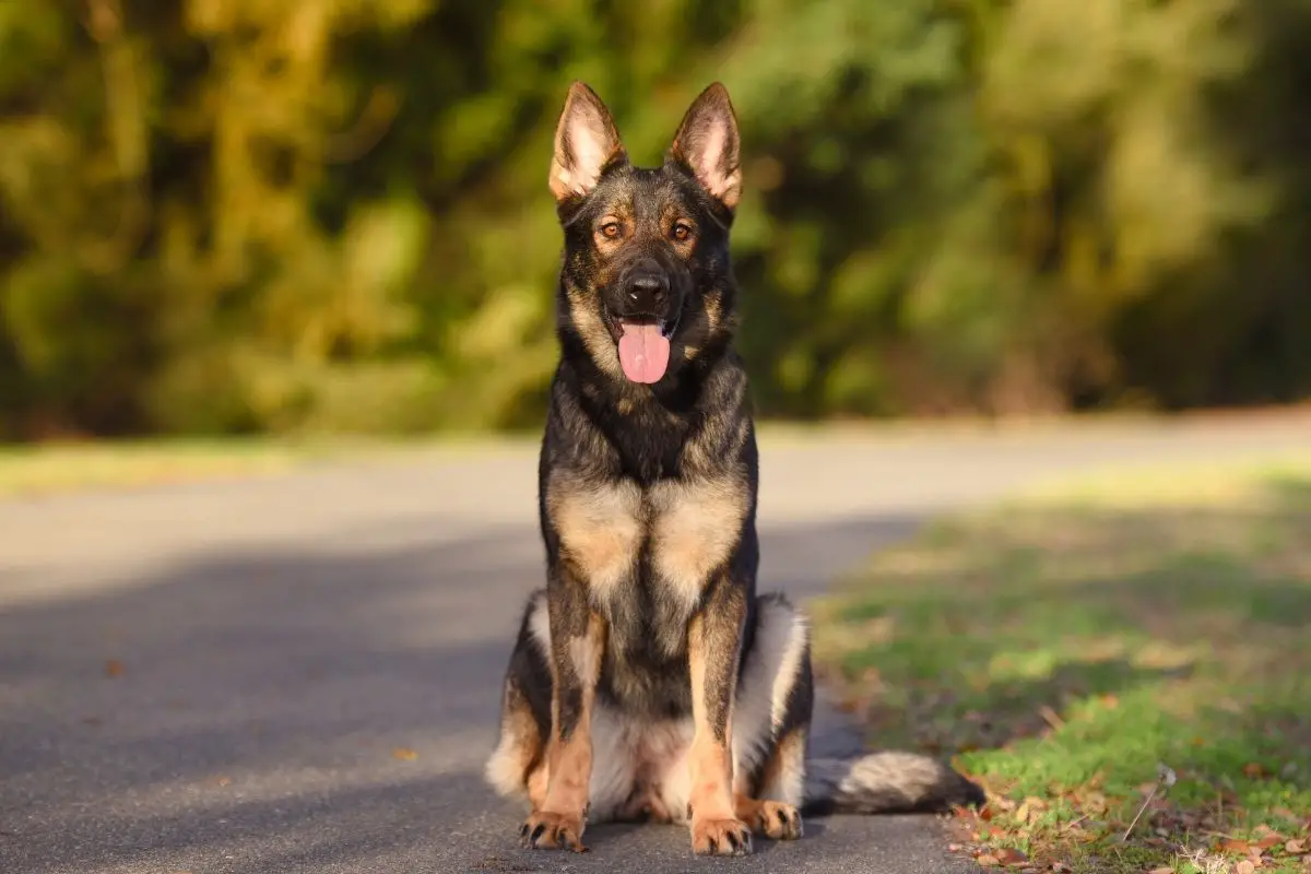 Sable German Shepherd