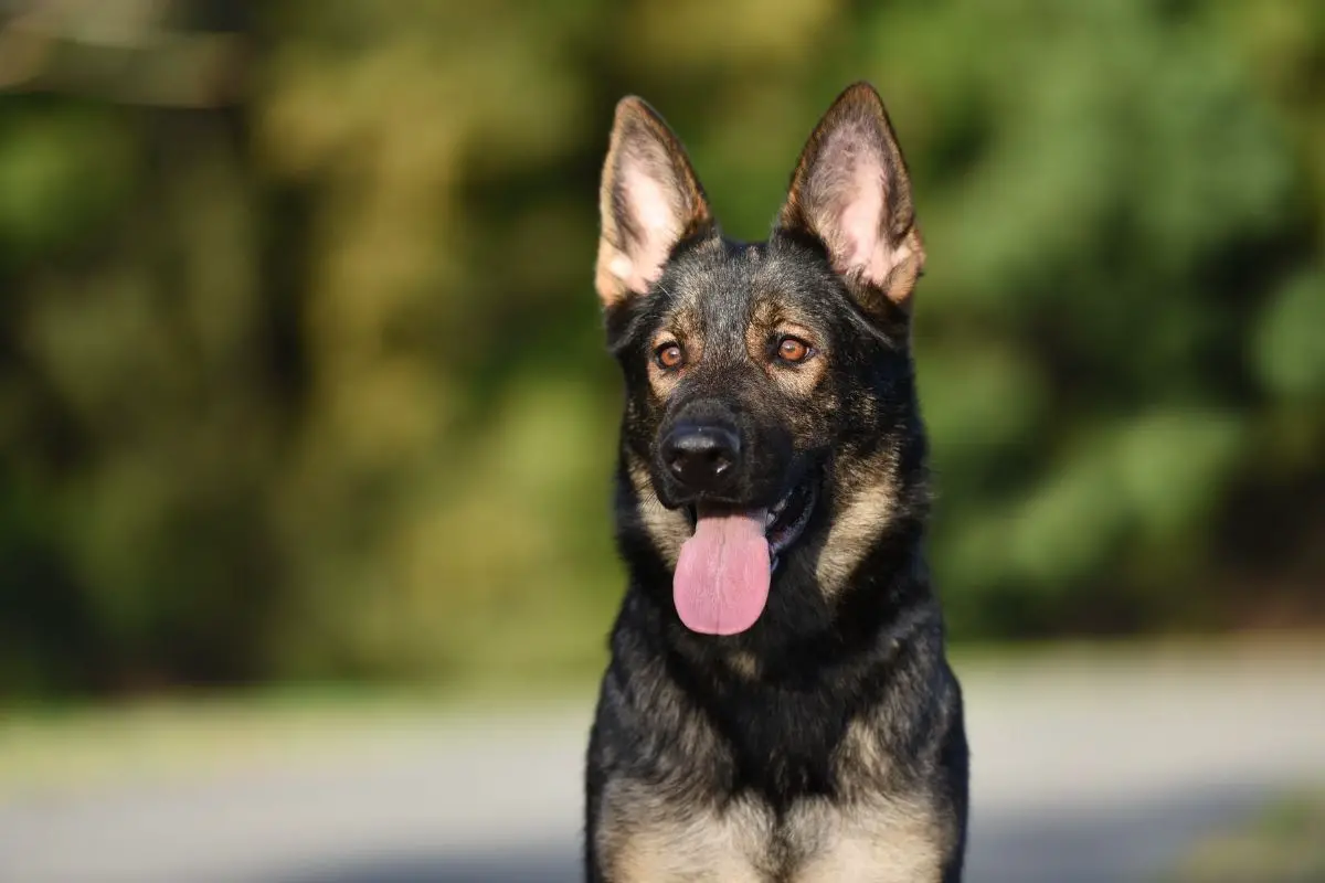 Sable German Shepherd