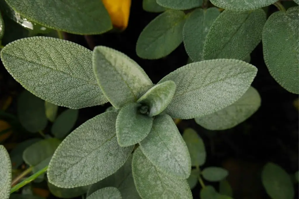 Can Cats Eat Sage? Is Sage Poisonous To Cats? AnimalFate