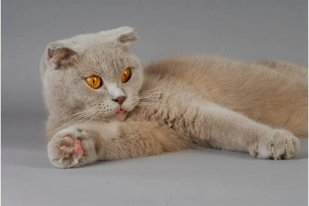 Scottish Fold Munchkin Cat