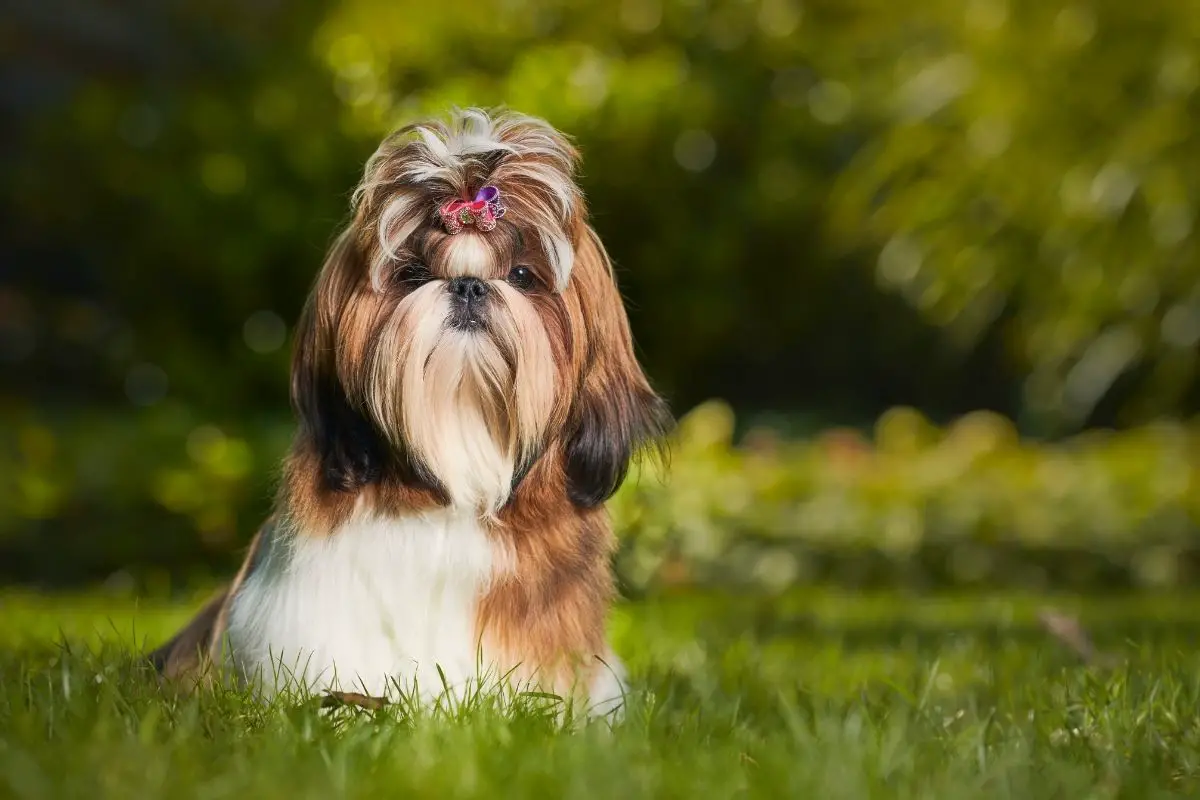 Shih Tzu