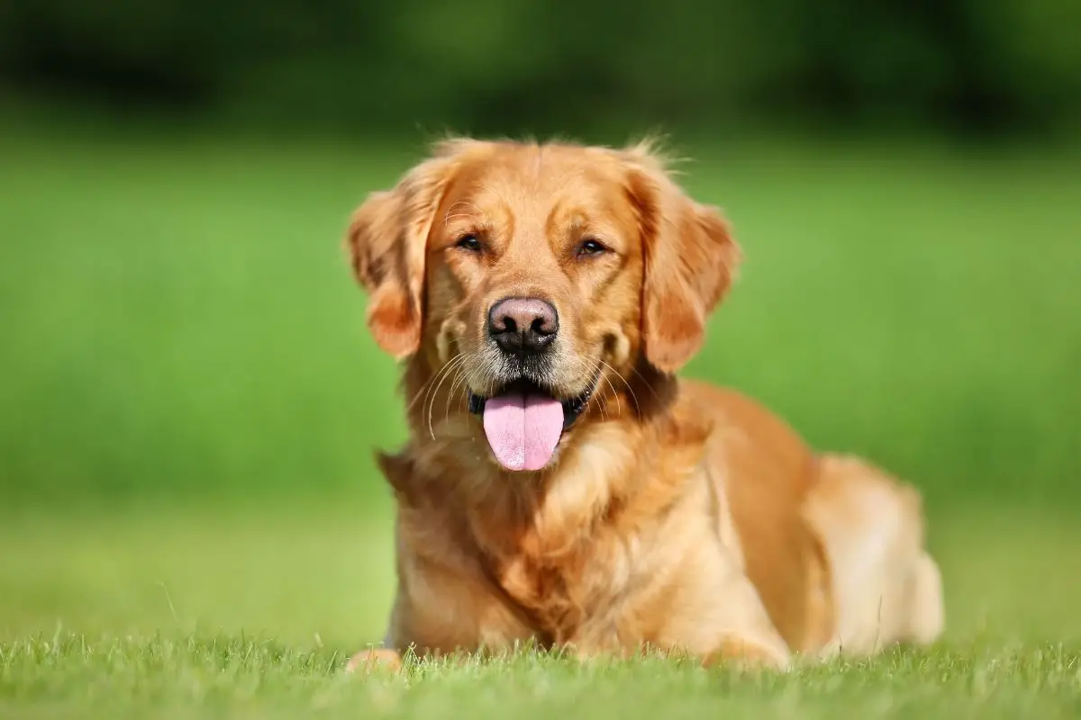 Should I Opt For A Fluffy Or Non-Fluffy Golden Retriever