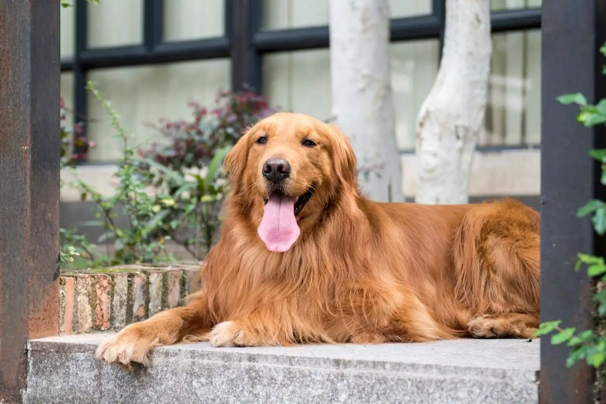 Should I Opt For A Fluffy Or Non-Fluffy Golden Retriever