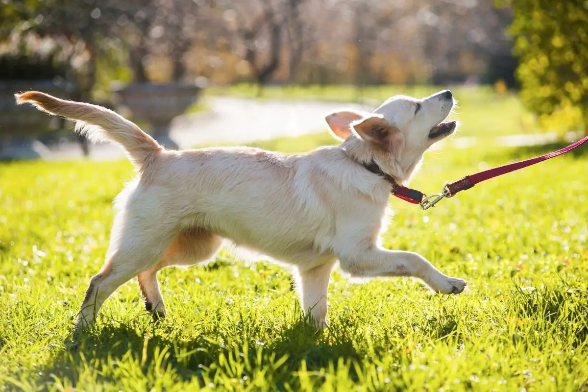 Should I Opt For A Fluffy Or Non-Fluffy Golden Retriever (3)