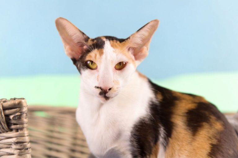 Siamese Calico Mix Cats - Here’s What You Need To Know