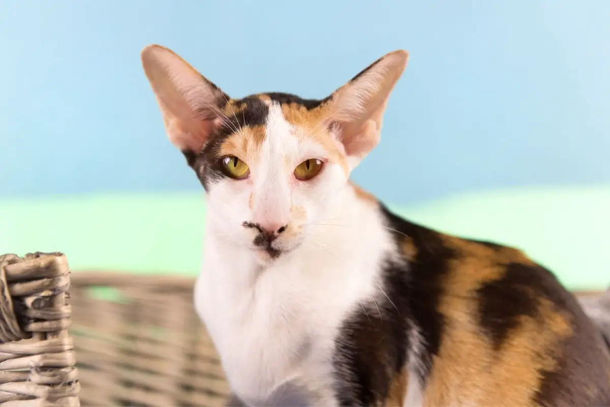 Siamese Calico Mix Cats - Here’s What You Need To Know