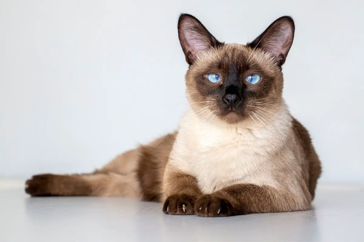 Siamese Calico Mix Cats Here’s What You Need To Know! AnimalFate