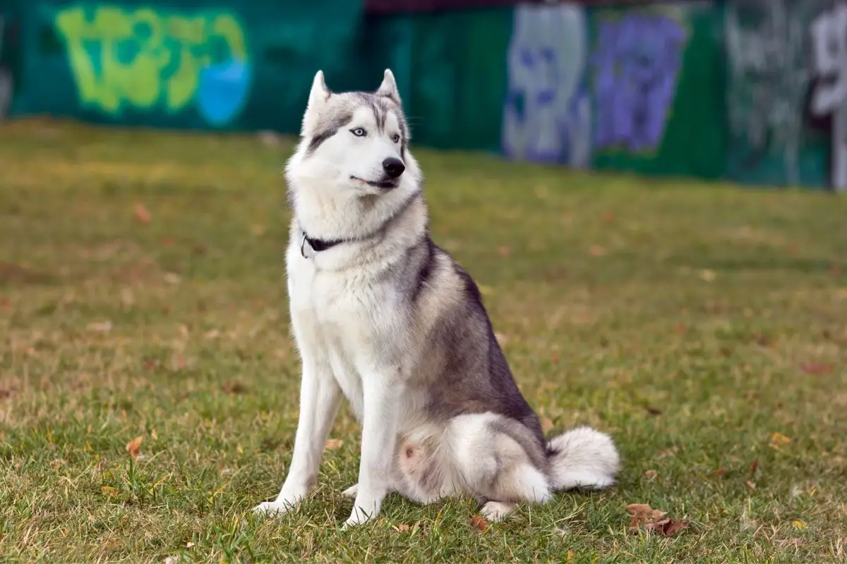 Siberian Husky