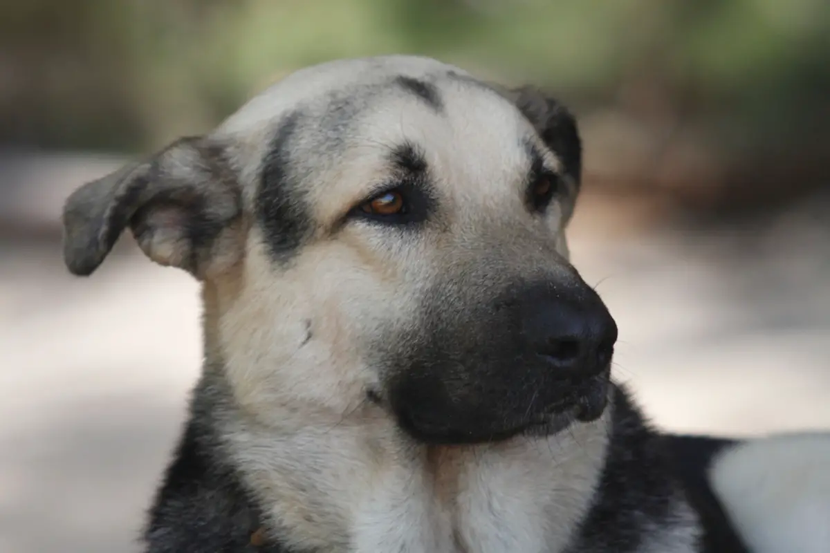 Silver German Shepherd