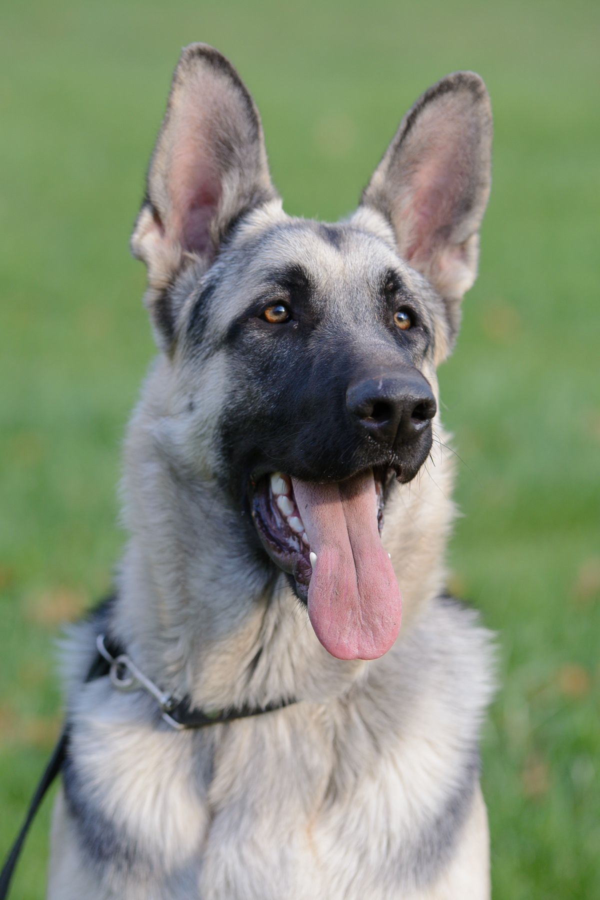 Silver German Shepherd
