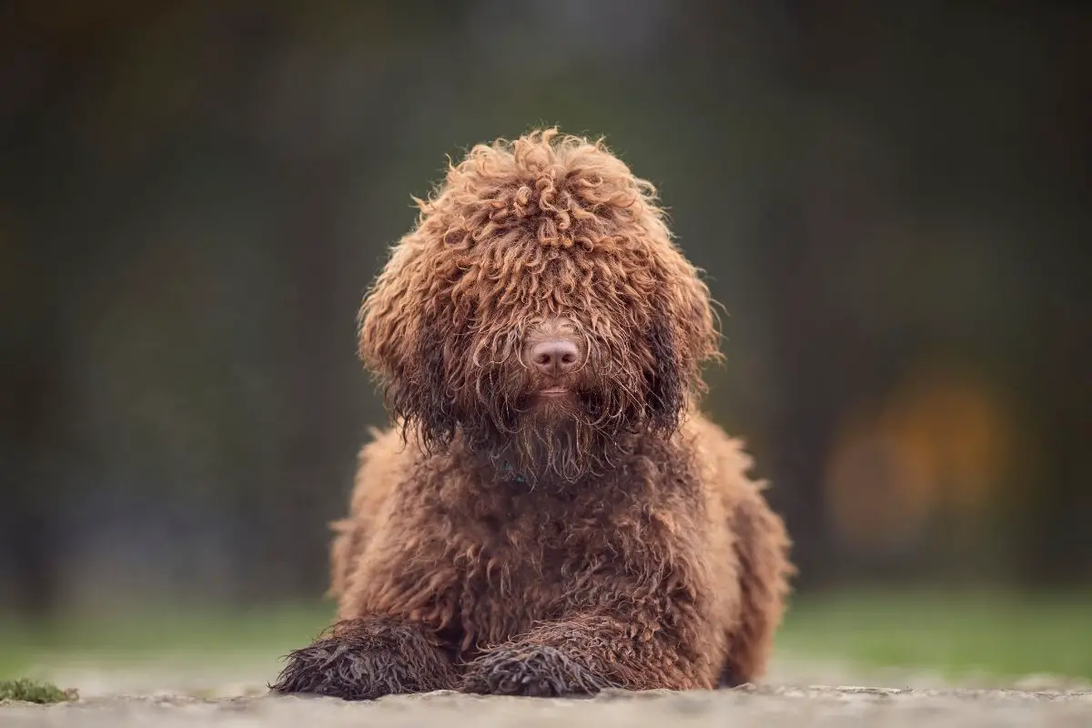 Spanish Water Dog