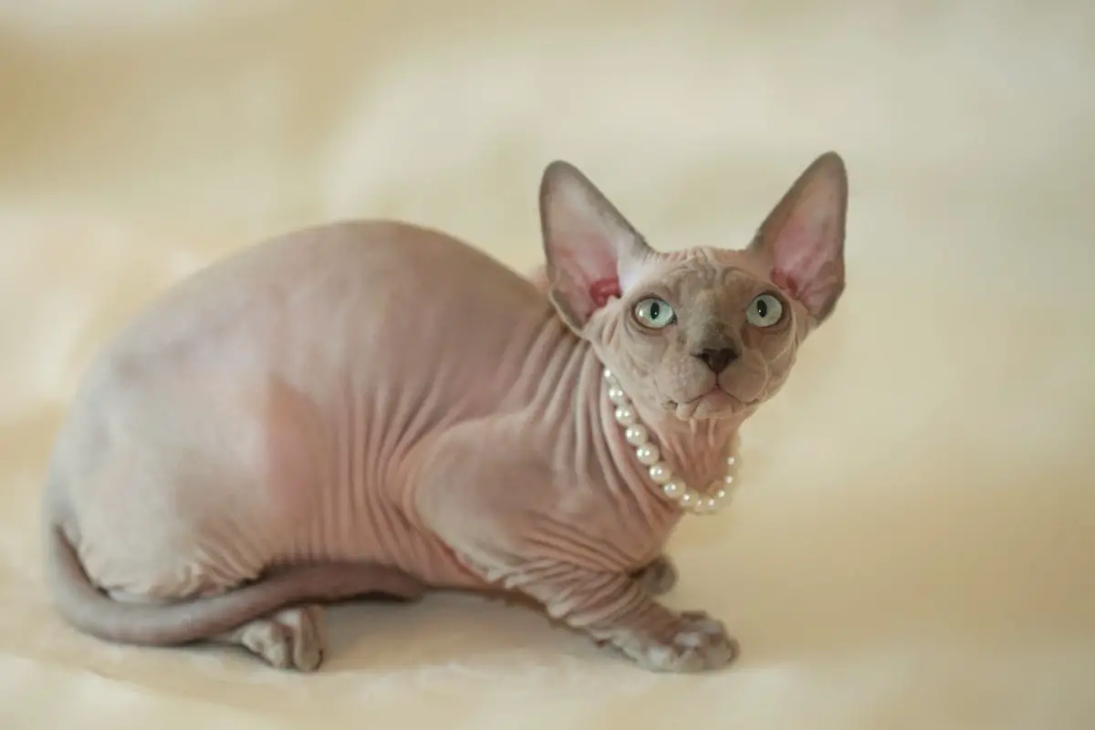 Sphinx
