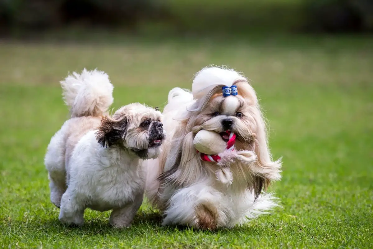 Summer Cut Shih Tzu Haircut How To Cut Shih Tzu Hair At Home