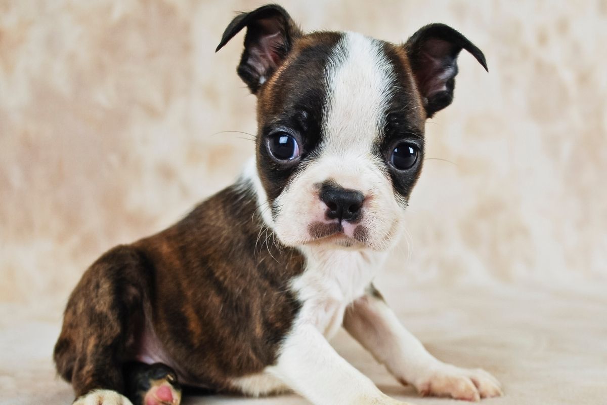 The Best Diet For The Brindle Boston Terrier