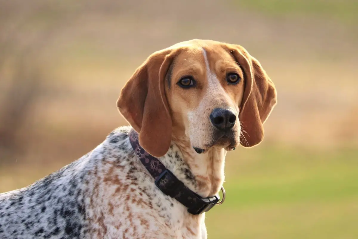 The Coonhound