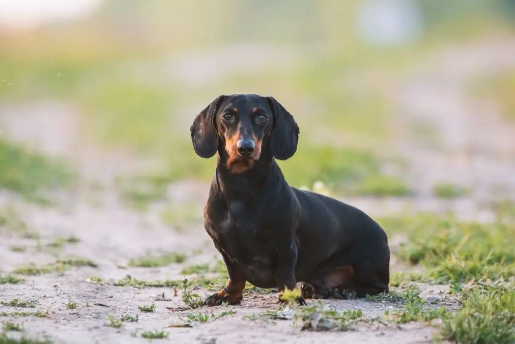 What Is The Dachshund Life Expectancy?