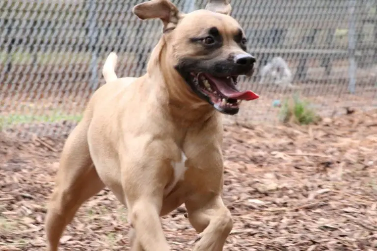 The German Shepherd Black Mouth Cur Mix