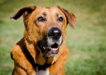 The German Shepherd Bloodhound Mix (Ultimate Guide)