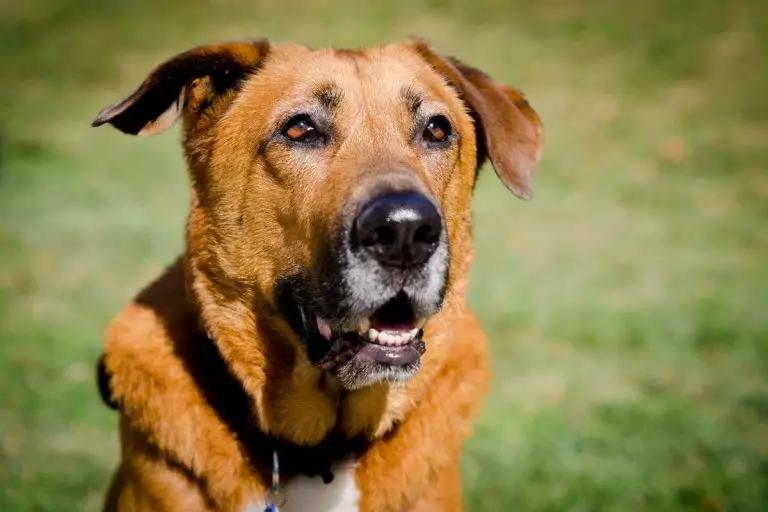 The German Shepherd Bloodhound Mix