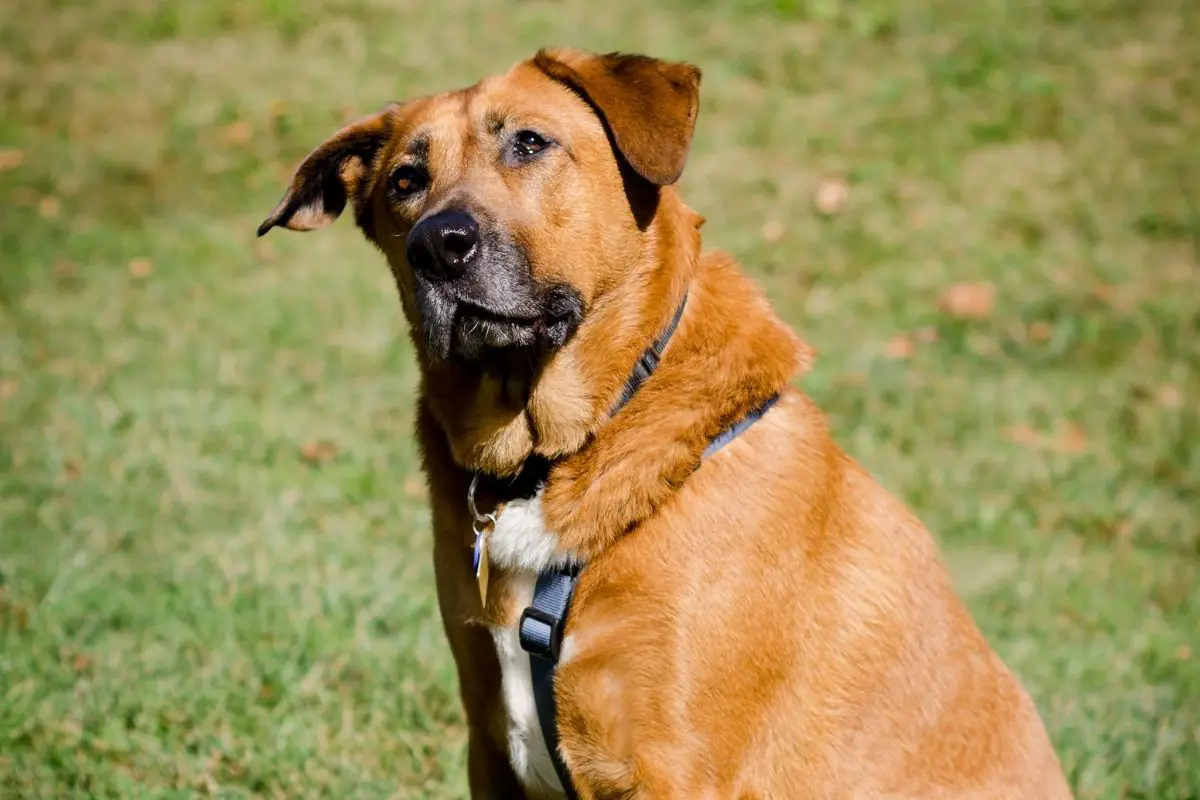 The German Shepherd Bloodhound Mix