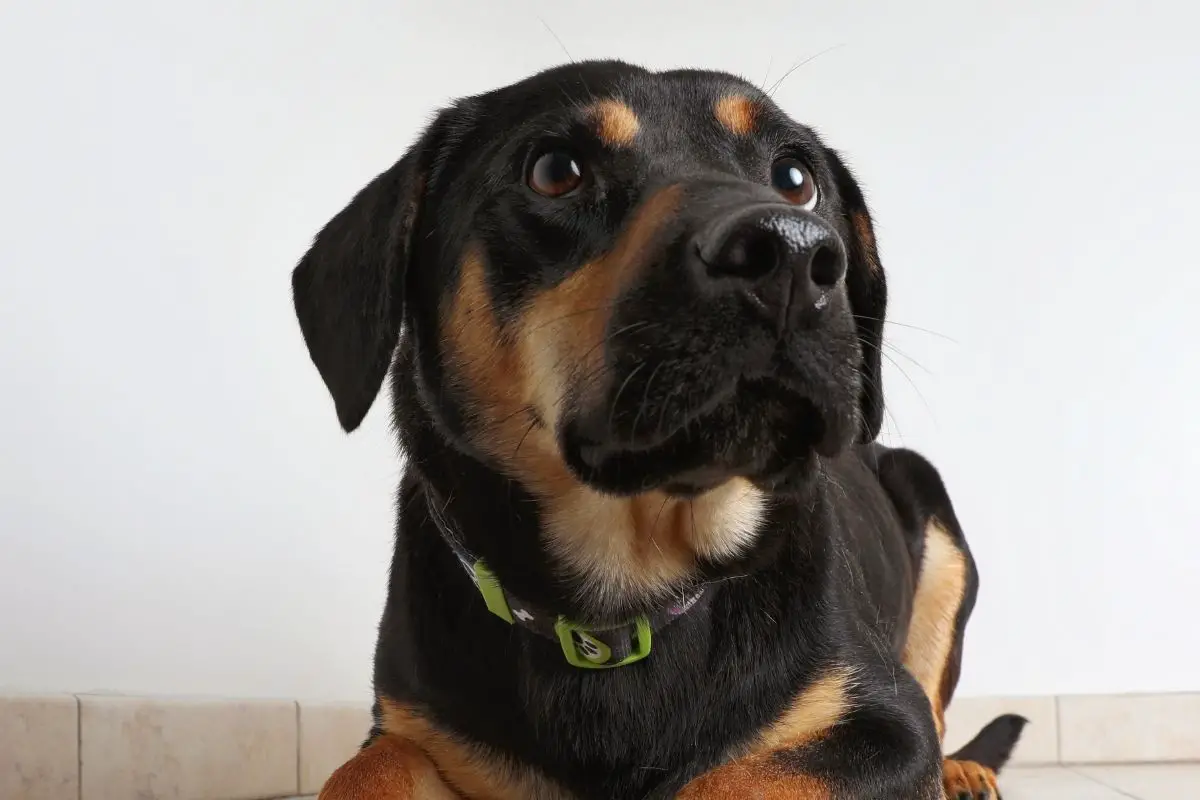 The German Shepherd Coonhound Mix 