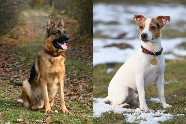 The German Shepherd Jack Russel Mix