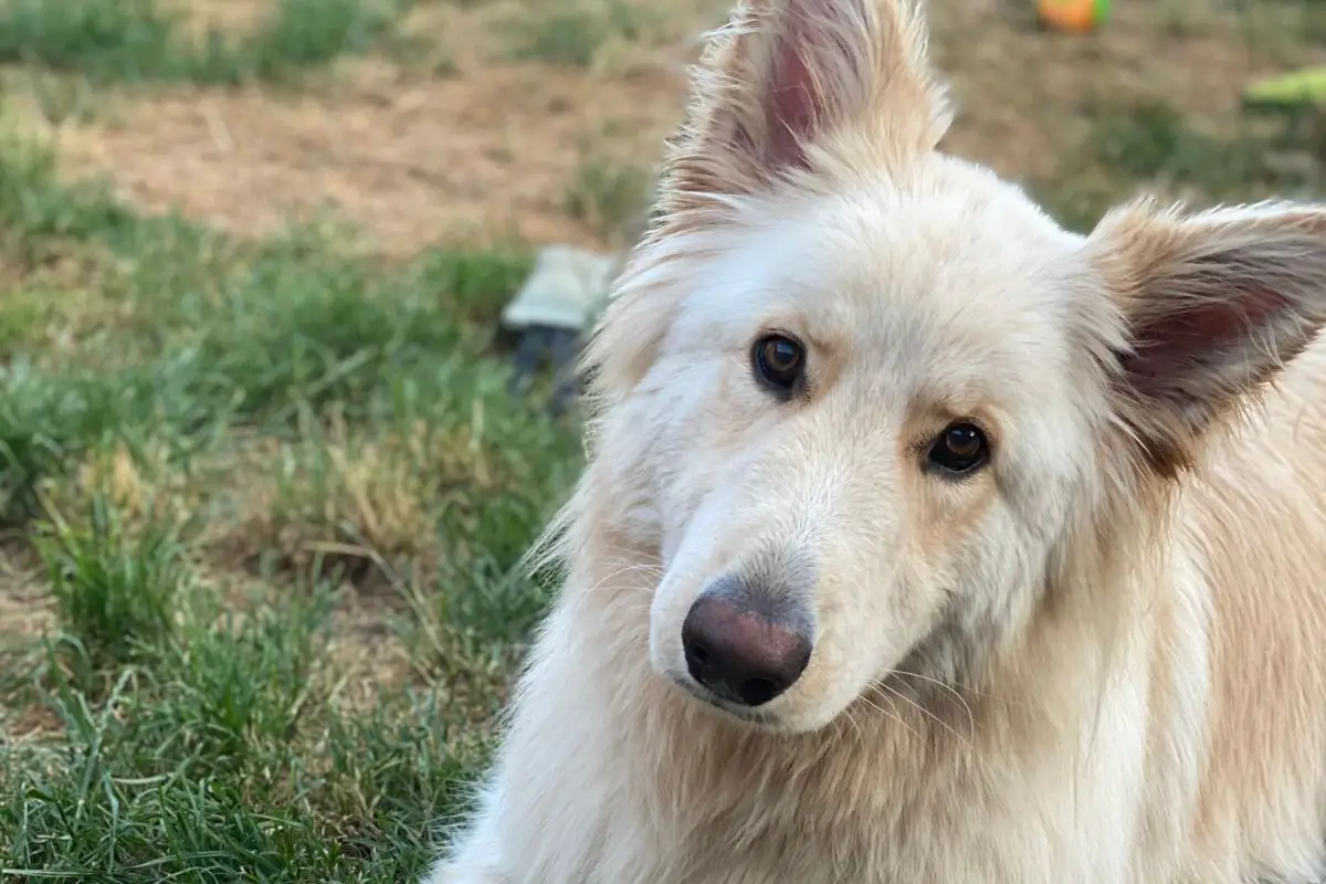 The German Shepherd Pomeranian Mix