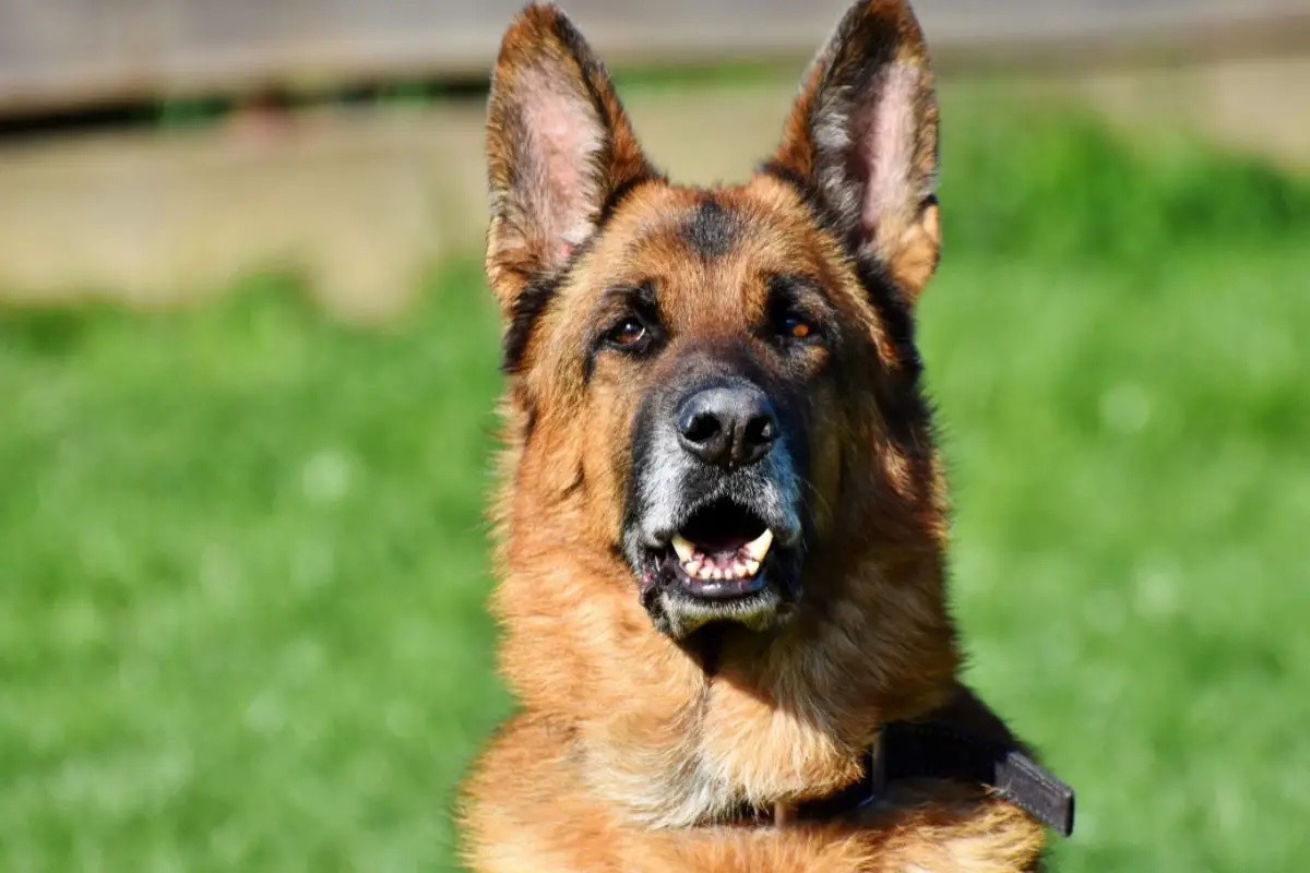 The German Shepherd