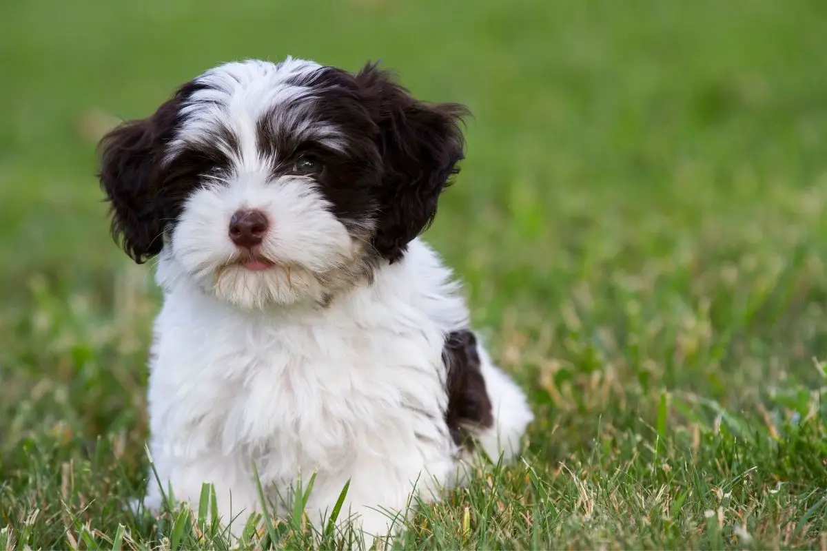 The Havanese Puppy Cut 