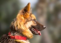 The Liver German Shepherd (A Must Read!!)