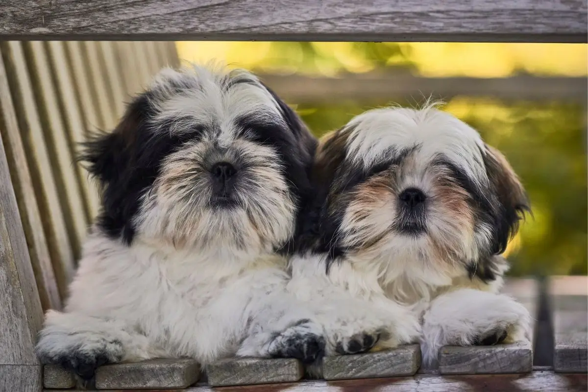 7 Things You Need To Know About The Shih Tzu Personality