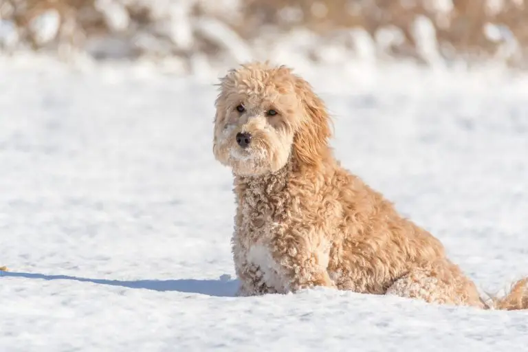 These Doodle Breeds Are The Calmest - And These Other Ones Are Not