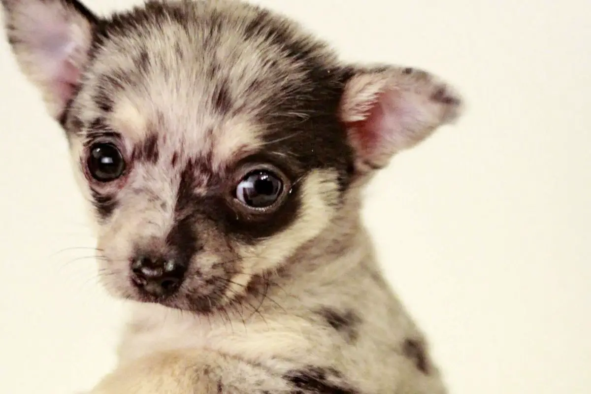 Things You May Want To Know About The Apple Head Teacup Chihuahua