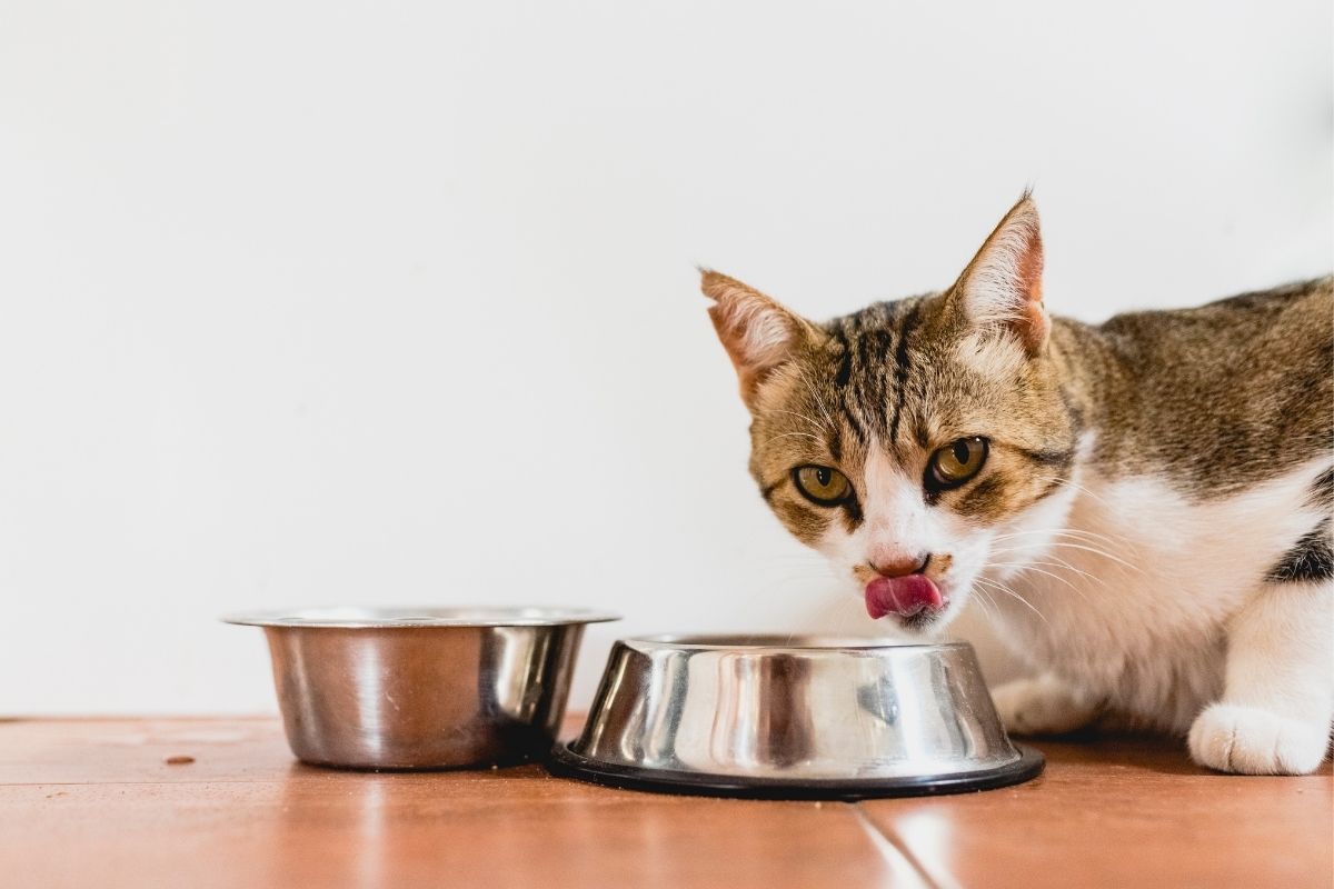 Things Your Cat Can Eat