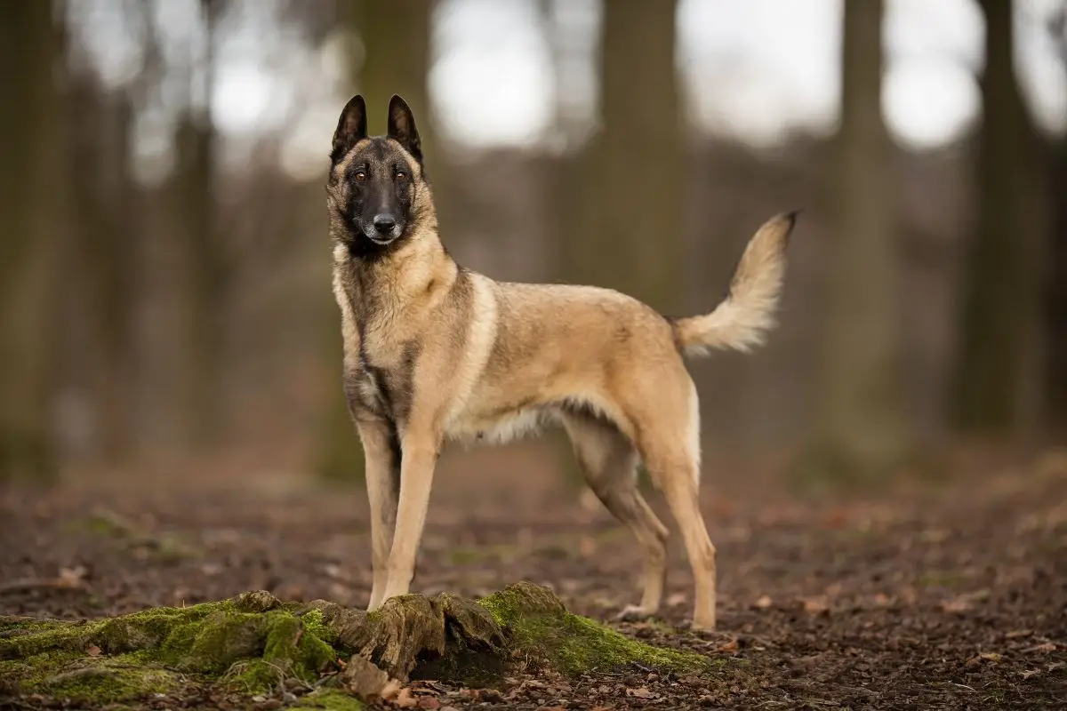 Top 7 Perfect Cross Breeds For Belgian Malinois Lovers