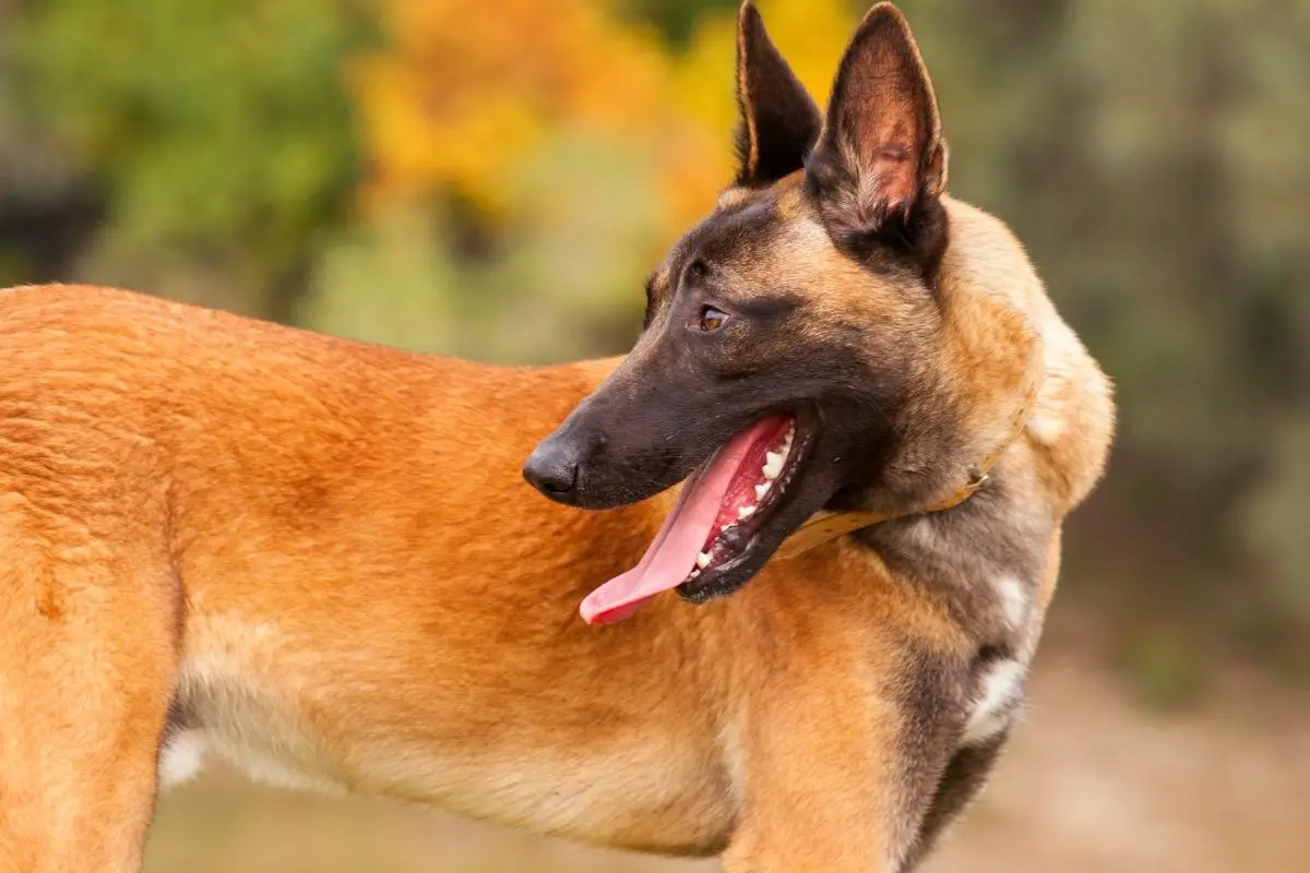 Top 7 Perfect Cross Breeds For Belgian Malinois Lovers