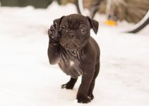 Top Things To Know About The Black English Bulldog