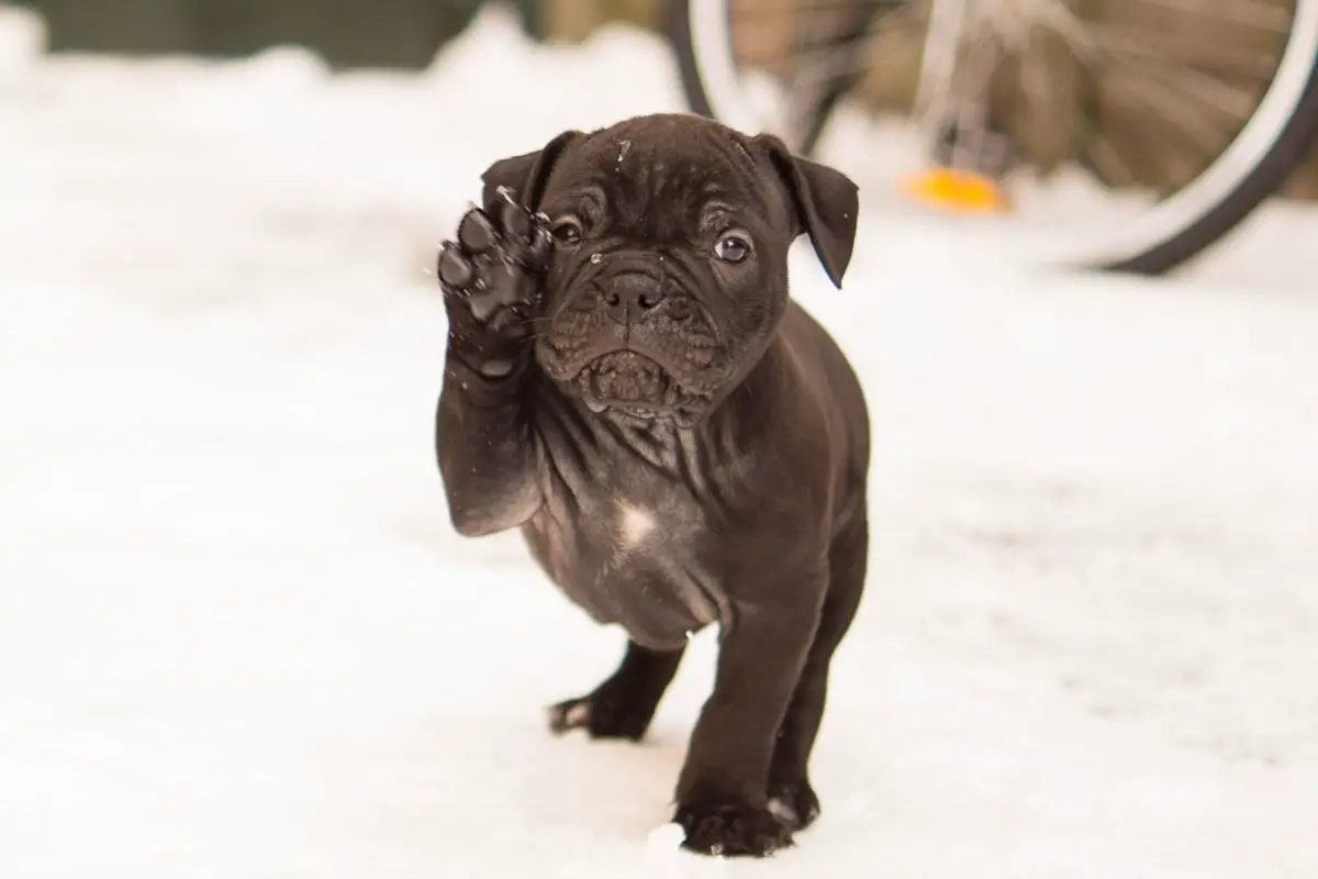 Top Things To Know About The Black English Bulldog